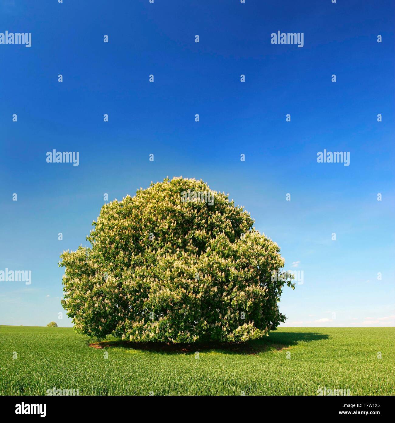 Albero solitario, fioritura ippocastano (Aesculus) sul campo verde, blu cielo, Saalekreis, Sassonia-Anhalt, Germania Foto Stock