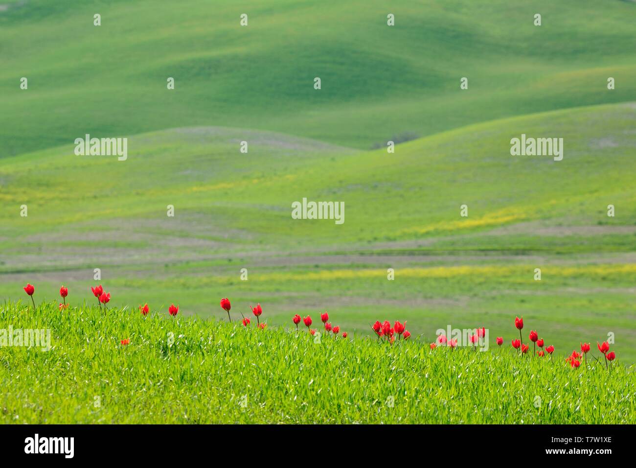 Rosso selvatico (Tulipani Tulipa) fiore in campo verde paesaggio collinare, vicino Siena, Toscana, Italia Foto Stock