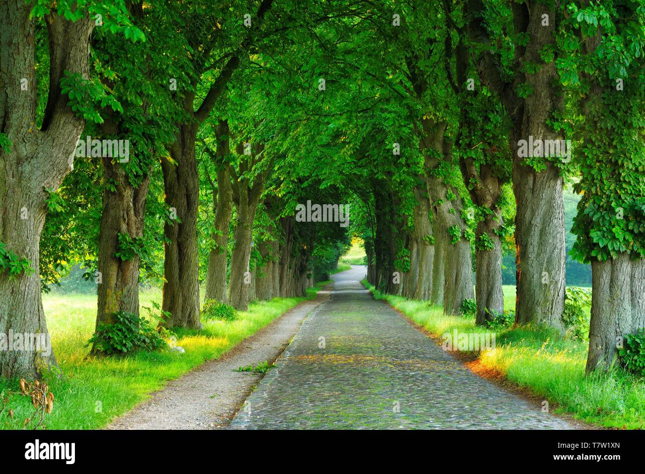 Vecchia strada di ciottoli attraverso Chestnut avenue nella luce del mattino, Meclemburgo-Pomerania, Germania Foto Stock