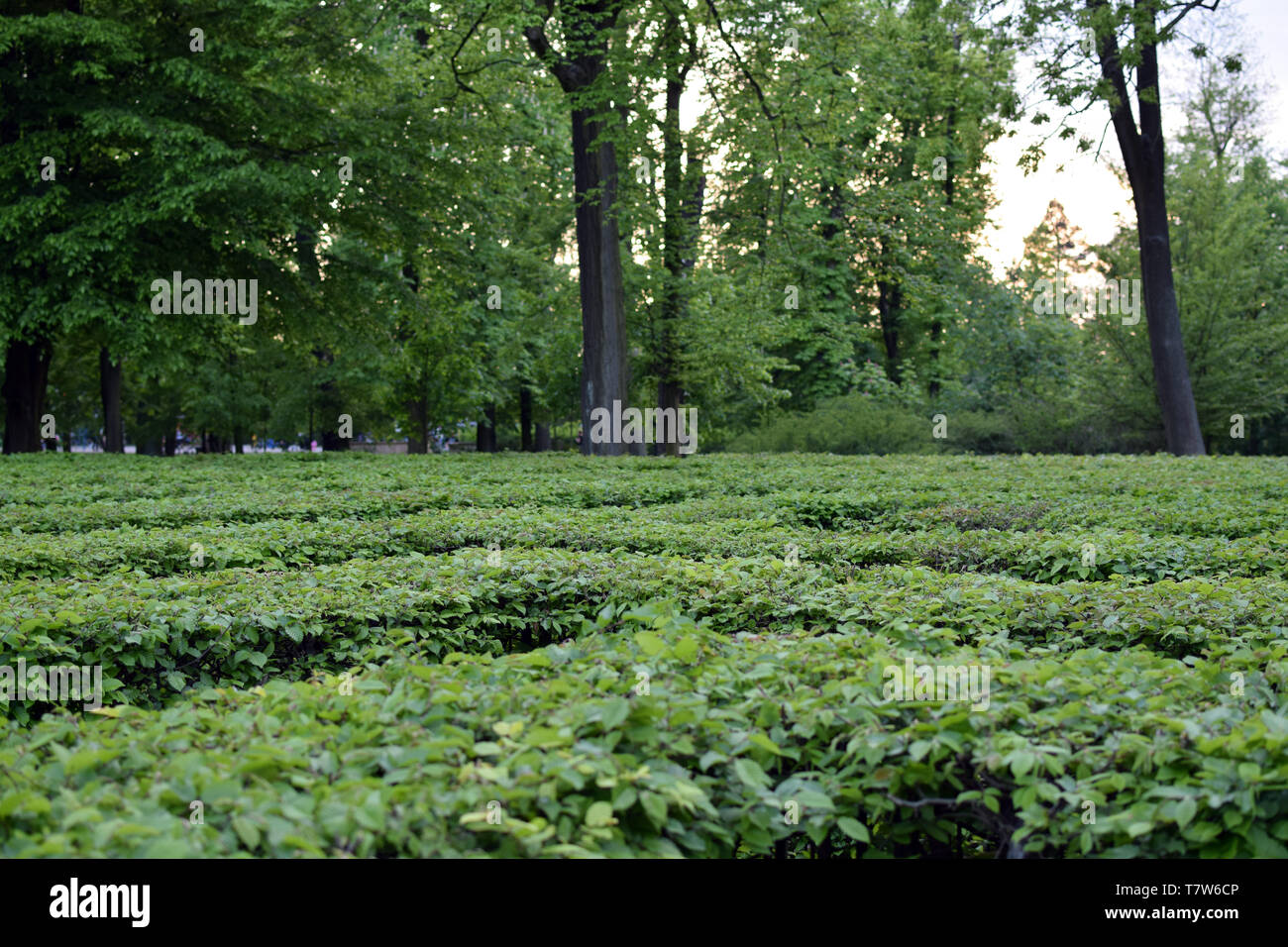 Cespugli di verde del labirinto di siepi labirinto. Foto Stock