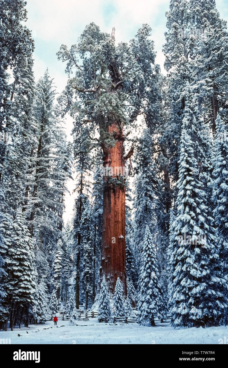 Il colore rosso-marrone corteccia del mondo la più grande struttura, una sequoia gigante (Sequoiadendron giganteum), rende distinguersi dalla neve circostante alberi coperti durante l'inverno nel Parco Nazionale di Sequoia sul versante occidentale della catena montuosa della Sierra Nevada in California, Stati Uniti d'America. Soprannominato il General Sherman Tree, sorge 274.9 piedi (83,8 metri) di altezza e ha una circonferenza di 102,6 piedi (31,1 metri) alla sua base. Un visitatore solitario in un rosso giacca neve scala dà a questo immenso albero di sequoia è stimato tra i 1.800 ed i 2.700 anni. Foto Stock