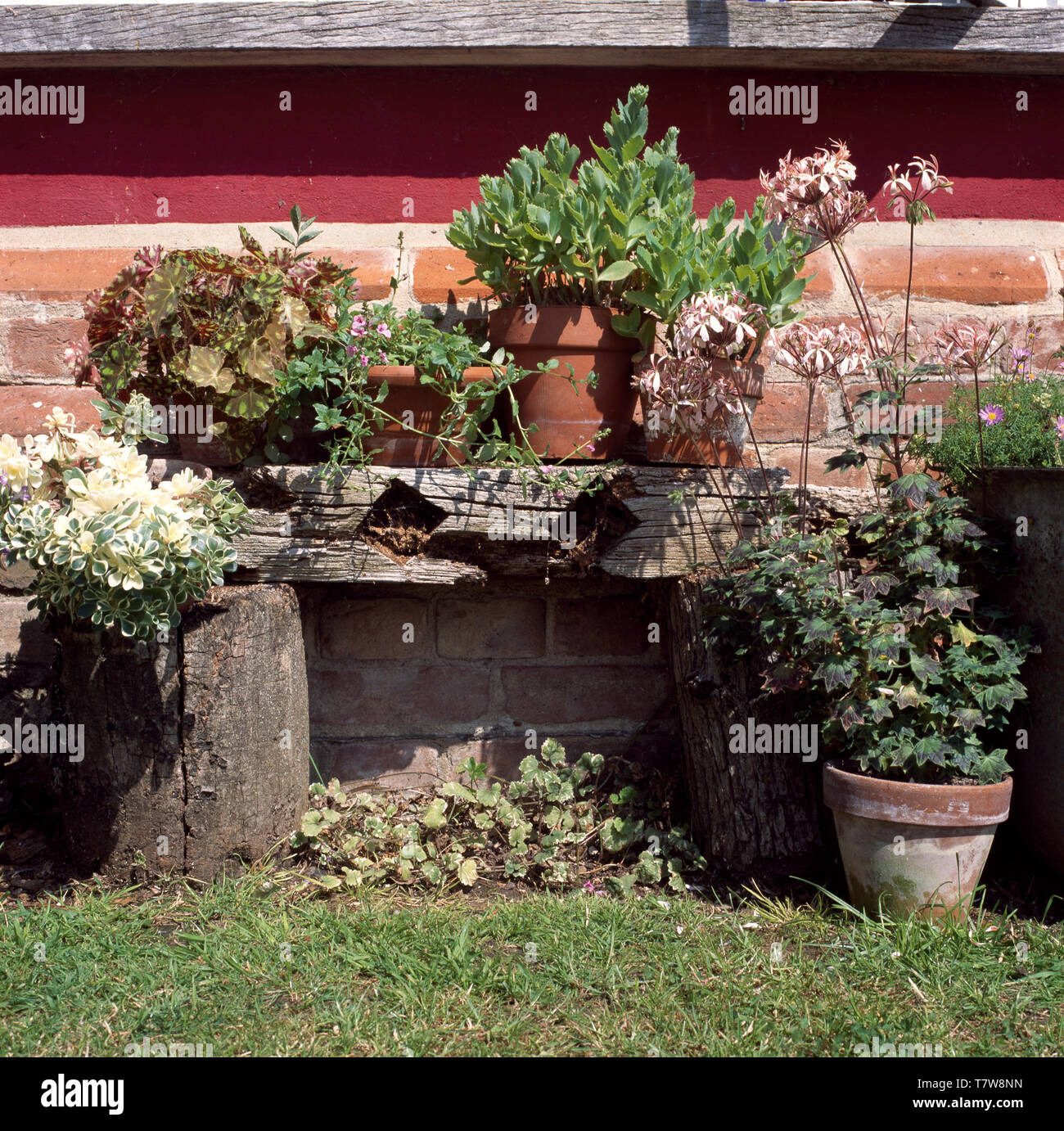 Vasi di gerani e piante grasse su rustiche panca in legno Foto Stock