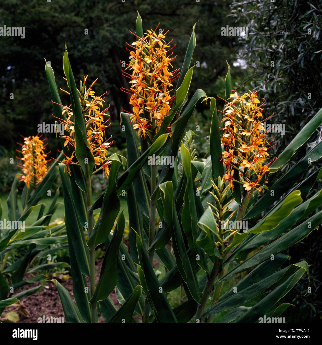 Piante tropicali in riparato giardino di Londra Foto Stock