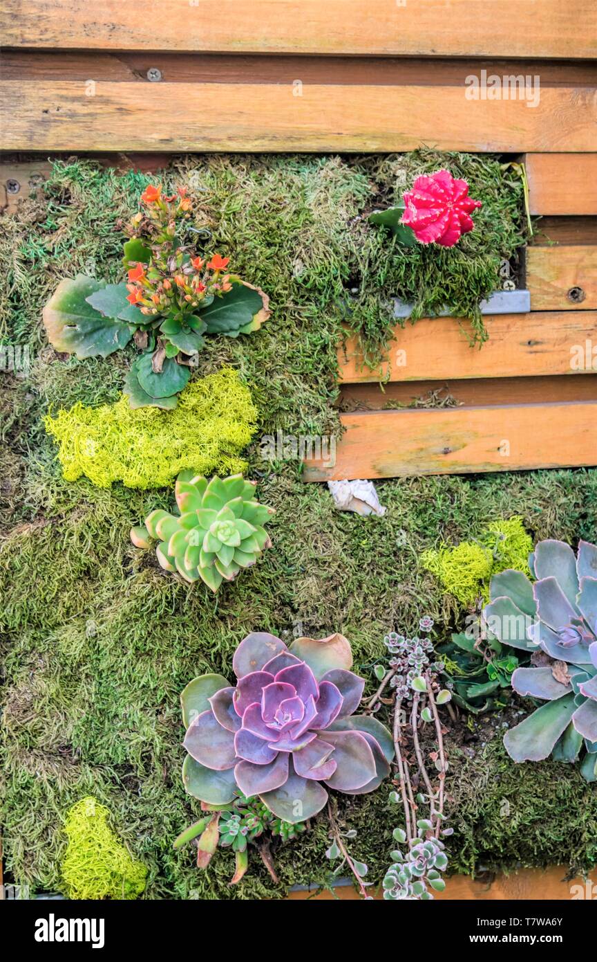 Verticale in legno pallet giardino crescono piante succulente Foto Stock