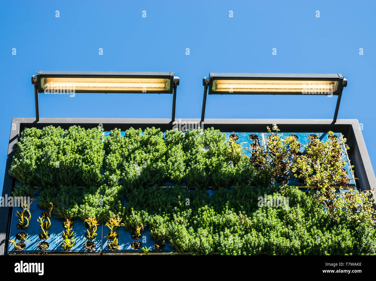 Outdoor giardino verticale sotto le luci Foto Stock