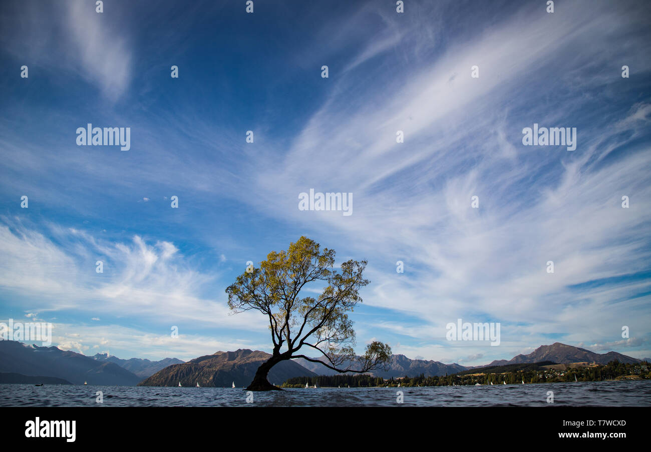 Nuova Zelanda scenario: che arriva a Wanaka albero nel Lago Wanaka, Isola del Sud della Nuova Zelanda. Foto Stock