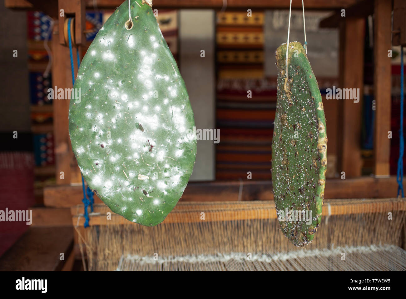 La cocciniglia (cochinilla) insetto che si nutre di cactus ha bisogno di frantumazione per ottenere la naturale colorante rosso. Teotitlan del Valle, Oaxaca, Messico. Apr 2019 Foto Stock