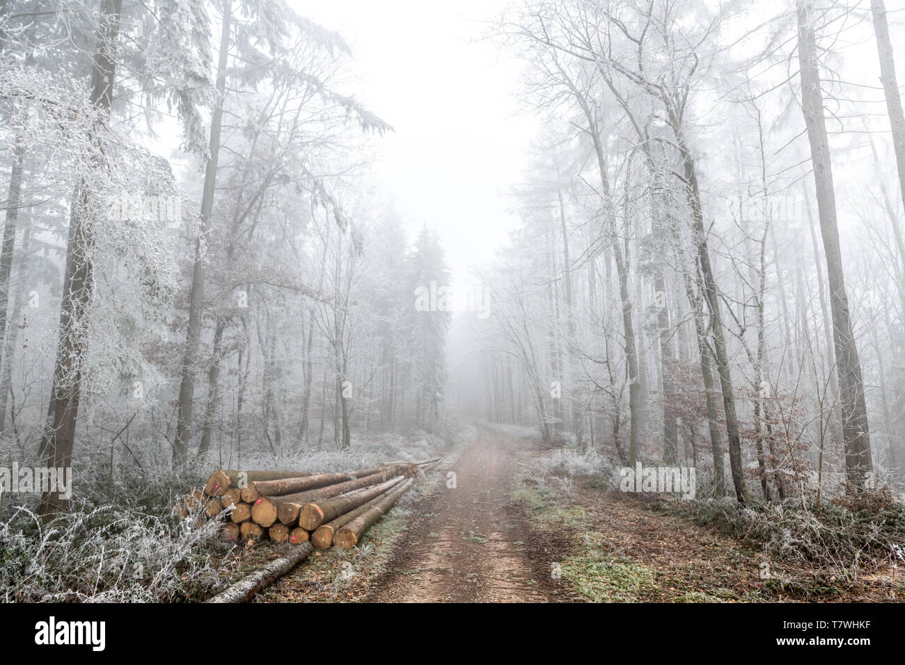 Alberi smerigliato su un sentiero di bosco, Francia, della Mosella, inverno Foto Stock