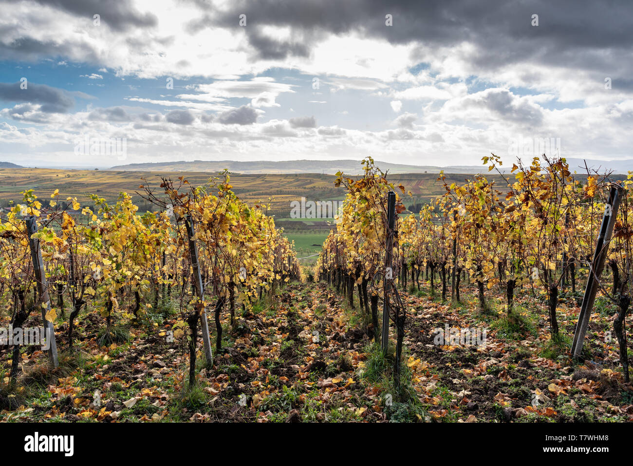 Il vigneto alsaziano sulle alture di Westhoffen, Francia, Alsazia Foto Stock