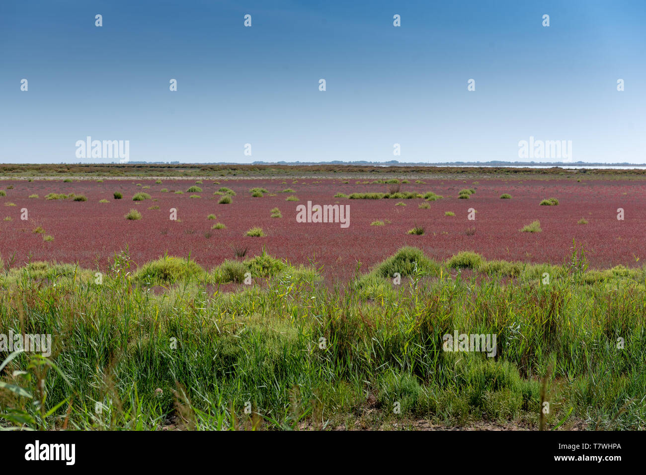 Salicornia nelle saline, Francia, Camargue, estate Foto Stock