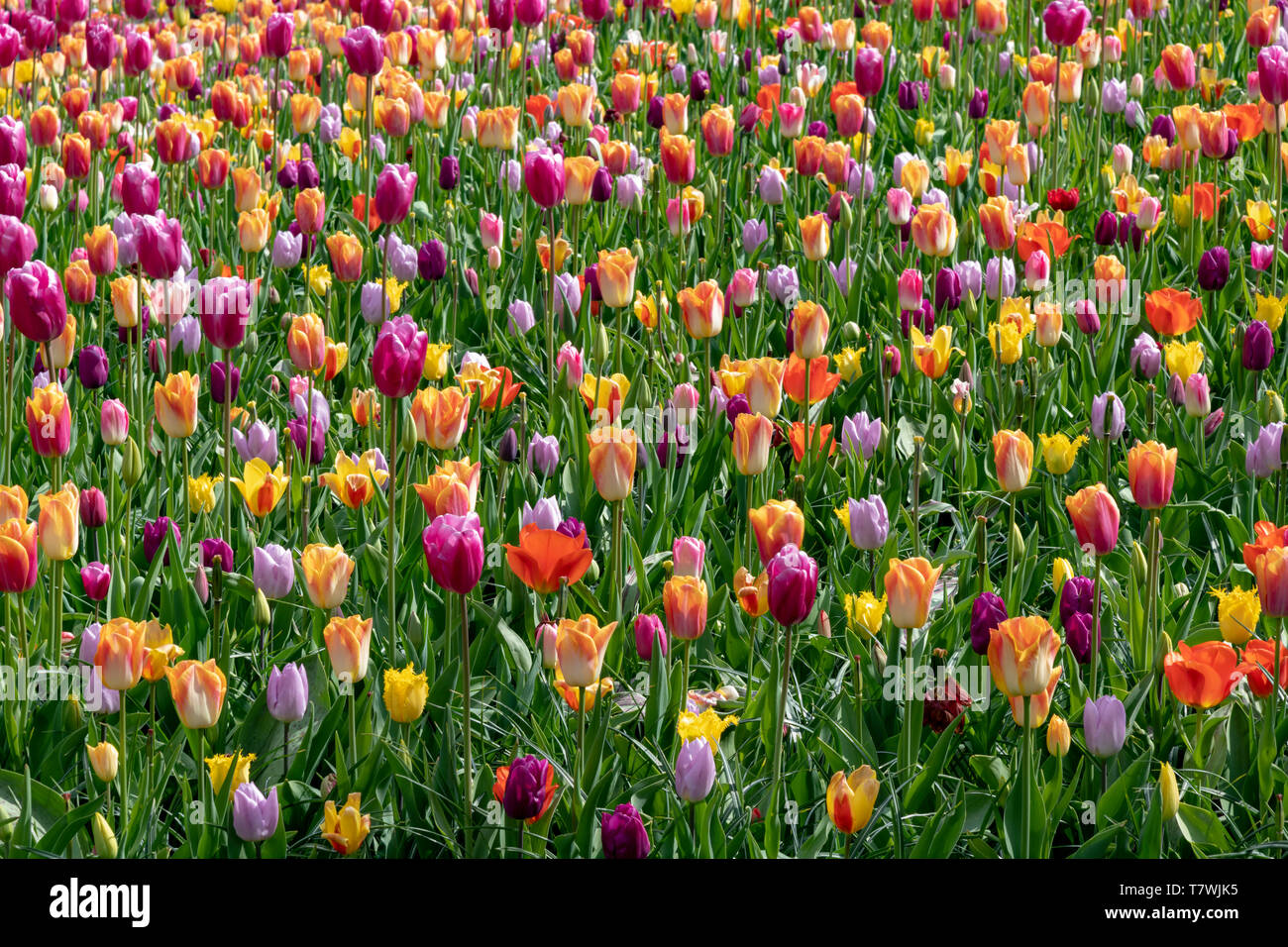 Patchwork e tappezzeria di tulipani fiori sullo sfondo di pavimentazione sotto un sole di luce a molla Foto Stock