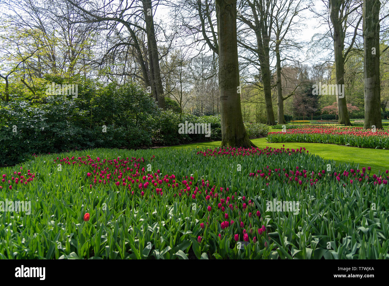 Deep color porpora tulipani blossom blooming sotto un molto ben tenuto giardino in primavera Foto Stock
