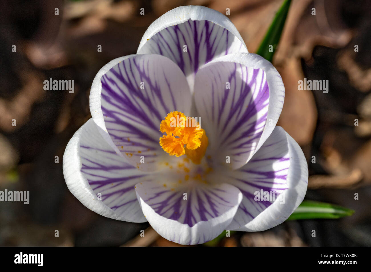 Close up di bianco viola crocus fiore che sboccia all'inizio della primavera contro brown essiccato lo scorso anno caduto foglie e in attesa di api Foto Stock