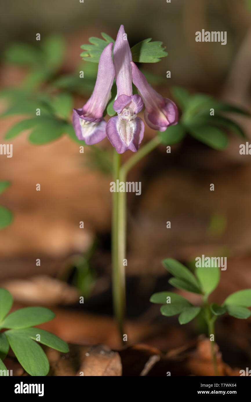Poco viola Corydalis solida crescita dei fiori a fine inverno caldo Foto Stock