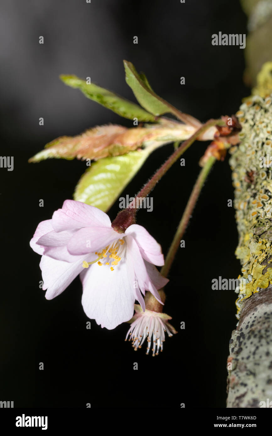 Nuovo giapponese Cherry Blossoms crescenti a partire dal tronco principale Foto Stock