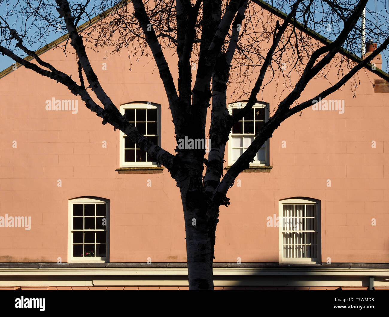 Stark naturale, sotto forma di struttura di ramificazione in profilo in contrasto con la simmetria di rosa veletta con anche distanziati in Windows,Carlisle Cumbria, Inghilterra Foto Stock