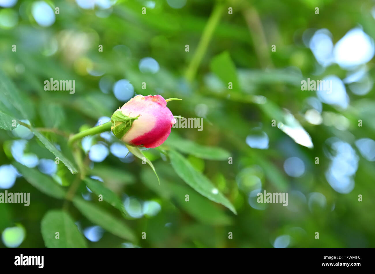 Bocciolo di rosa dal tipo di rosa canina Rosa chiamato Odorata Foto Stock