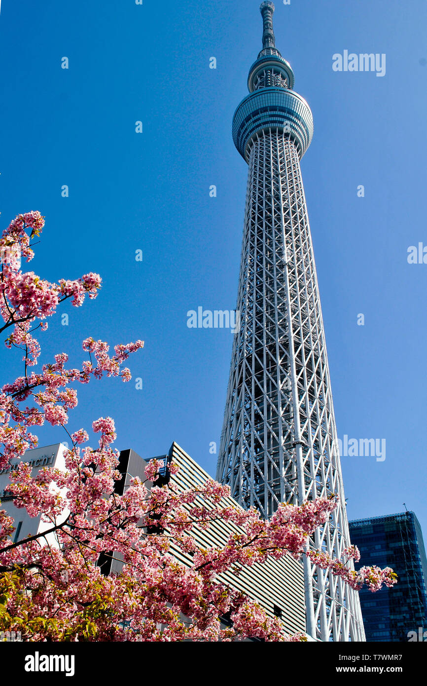 Radiodiffusione, ristorante e torre di osservazione. Nella parte anteriore, Sakura alberi. Sumida, Tokyo, Giappone. Foto Stock