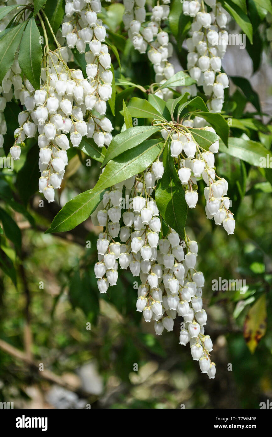 A campana chiamato fiore Sarcococca japonica, il giapponese andromeda, Giapponese sarcococca, Nana o Lilly-di-il-valle arbusto. Arashiyama. Kyoto, Giappone. Foto Stock