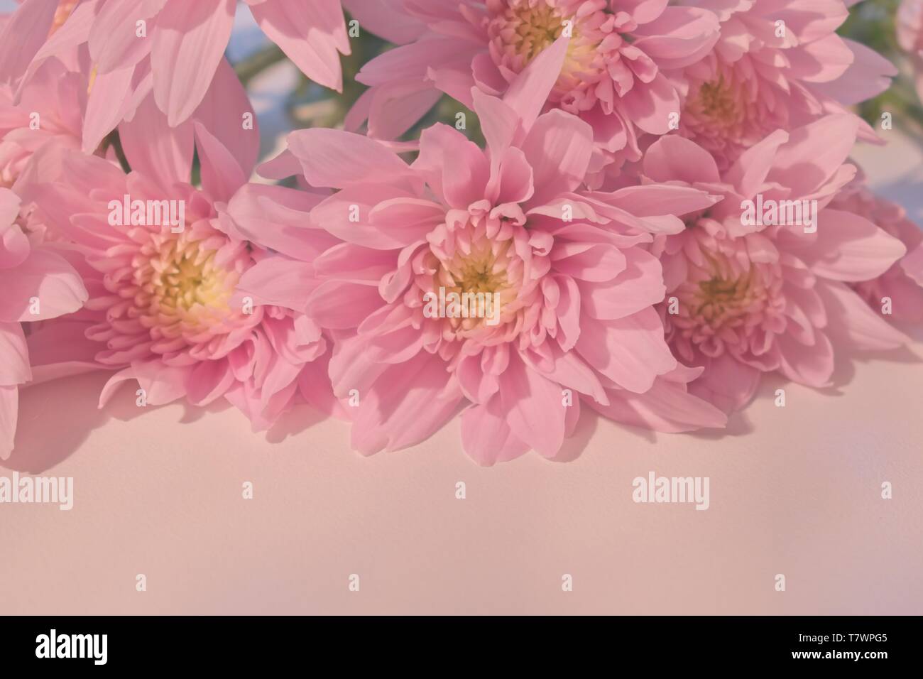 Di un bel colore rosa crisantemi con spazio di copia Foto Stock