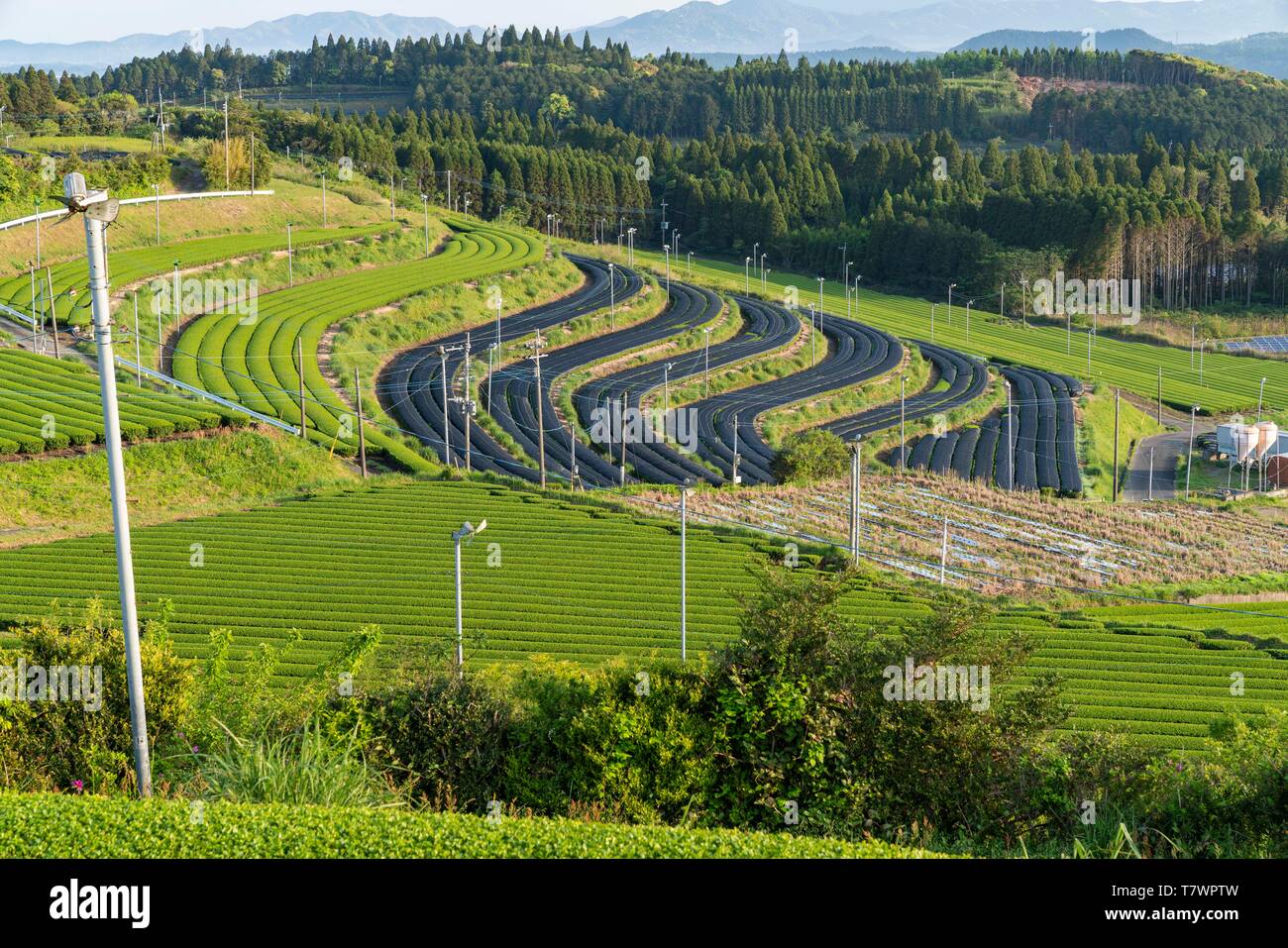 Il tè verde campo, Chiran, Minami città di Kyushu, Prefettura di Kagoshima, Giappone Foto Stock