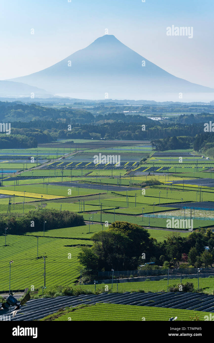 Il tè verde campo, Chiran, Minami città di Kyushu, Prefettura di Kagoshima, Giappone. Mt.Kaimon sul retro. Foto Stock