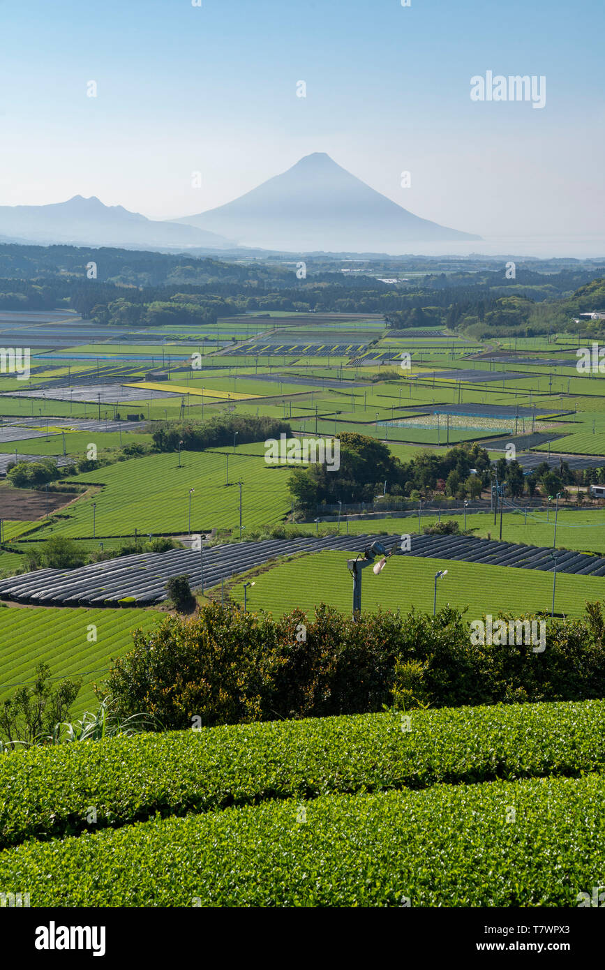 Il tè verde campo, Chiran, Minami città di Kyushu, Prefettura di Kagoshima, Giappone. Mt.Kaimon sul retro. Foto Stock