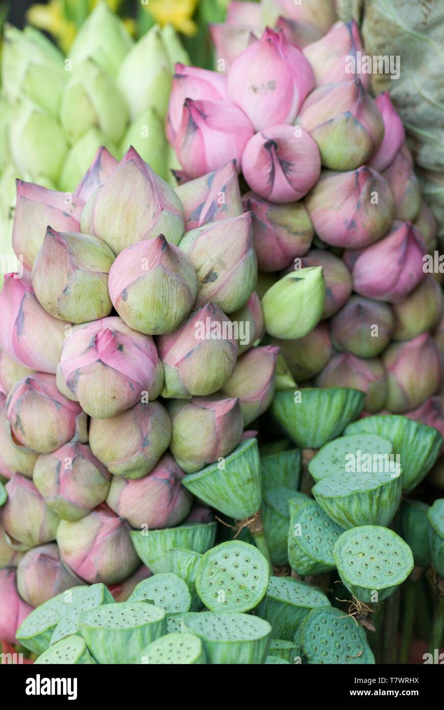 Il Vietnam, la regione di Sud Est, la città di Ho Chi Minh (Saigon), il distretto di fiori, fiori di loto, il fiore nazionale del Vietnam Foto Stock