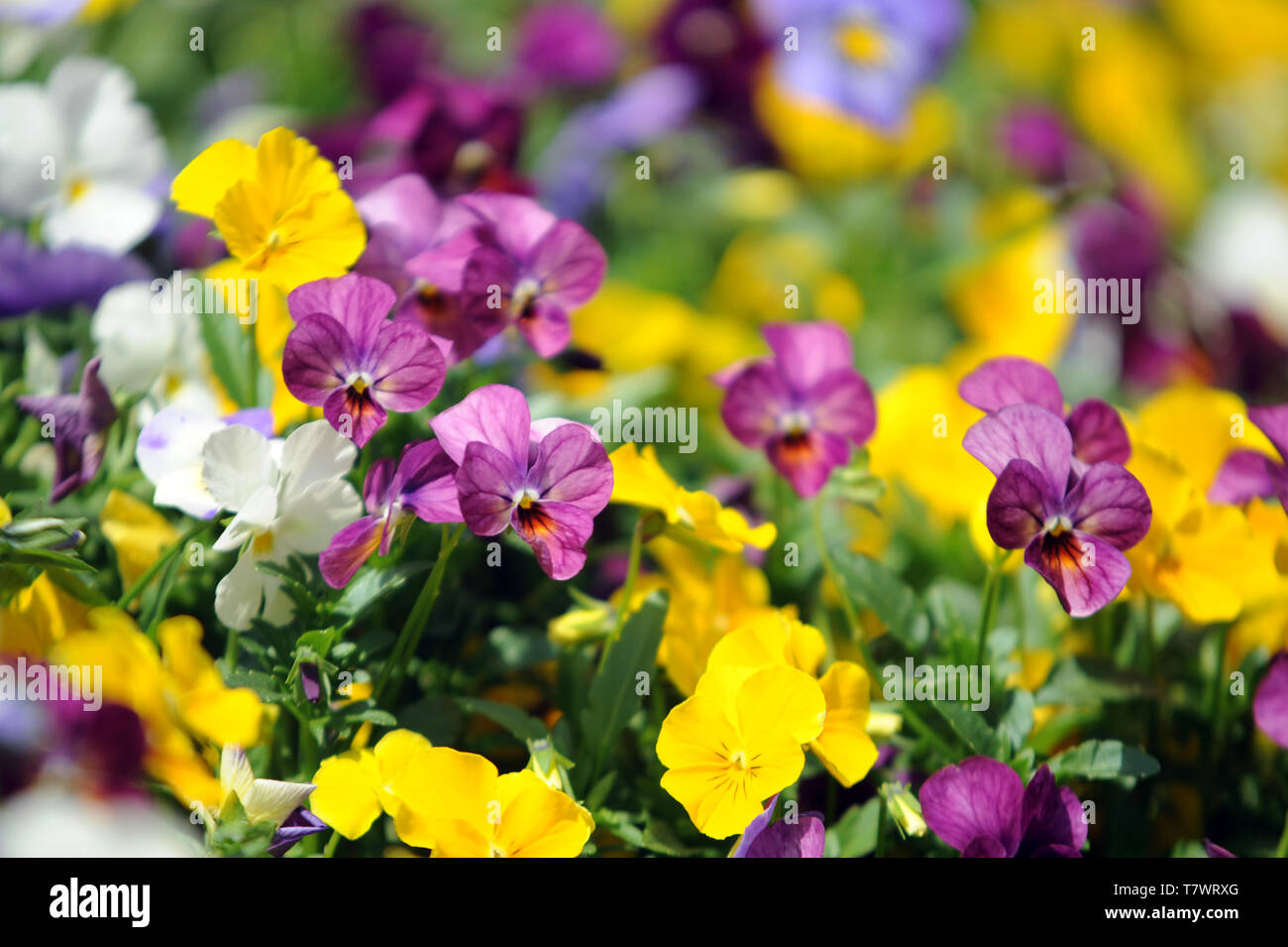 viola del pensiero Foto Stock