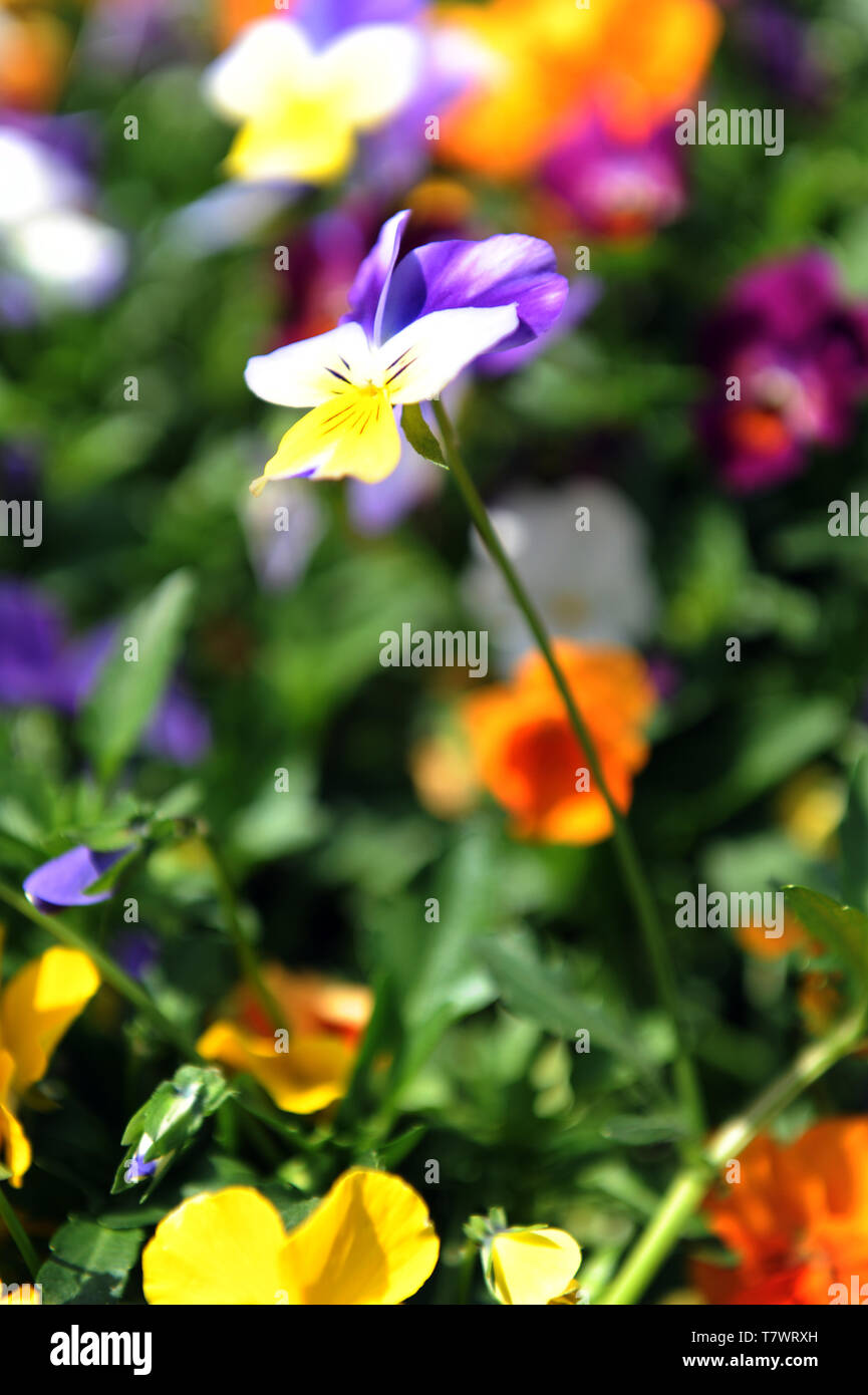 viola del pensiero Foto Stock