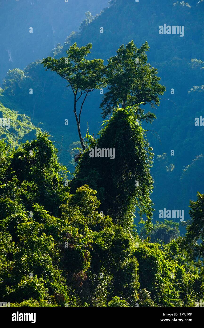 Il Vietnam, provincia di Quang Binh, Parco Nazionale di Phong Nha-Ke Bang elencati come patrimonio mondiale dall' UNESCO, giungla Foto Stock