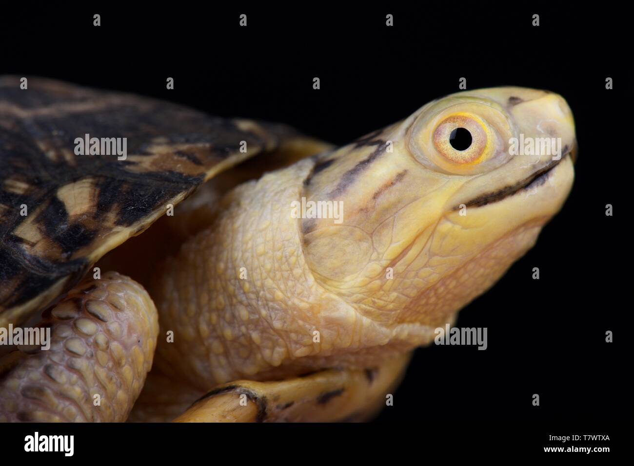 Blanding's Turtle (Emydoidea blandingii) Foto Stock