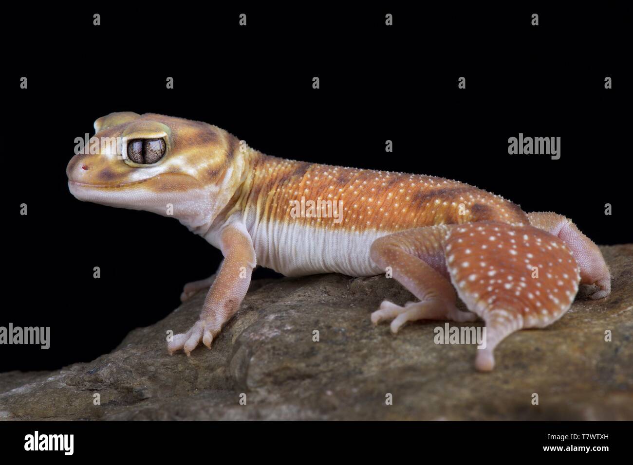 Western manopola liscio-tailed Gecko (Nephrurus levis occidentalis) Foto Stock