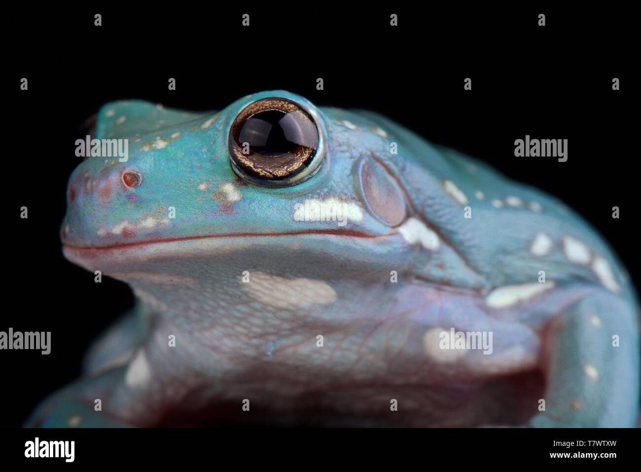 Bianco Raganella (Litoria caerulea) Foto Stock