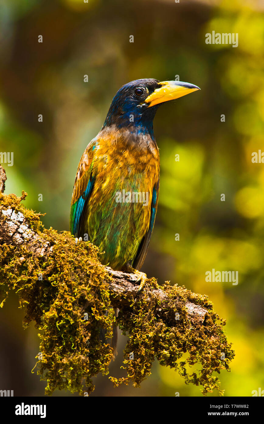 Grande barbet, Megalaima virens, Sattal, Uttarakhand, India. Foto Stock