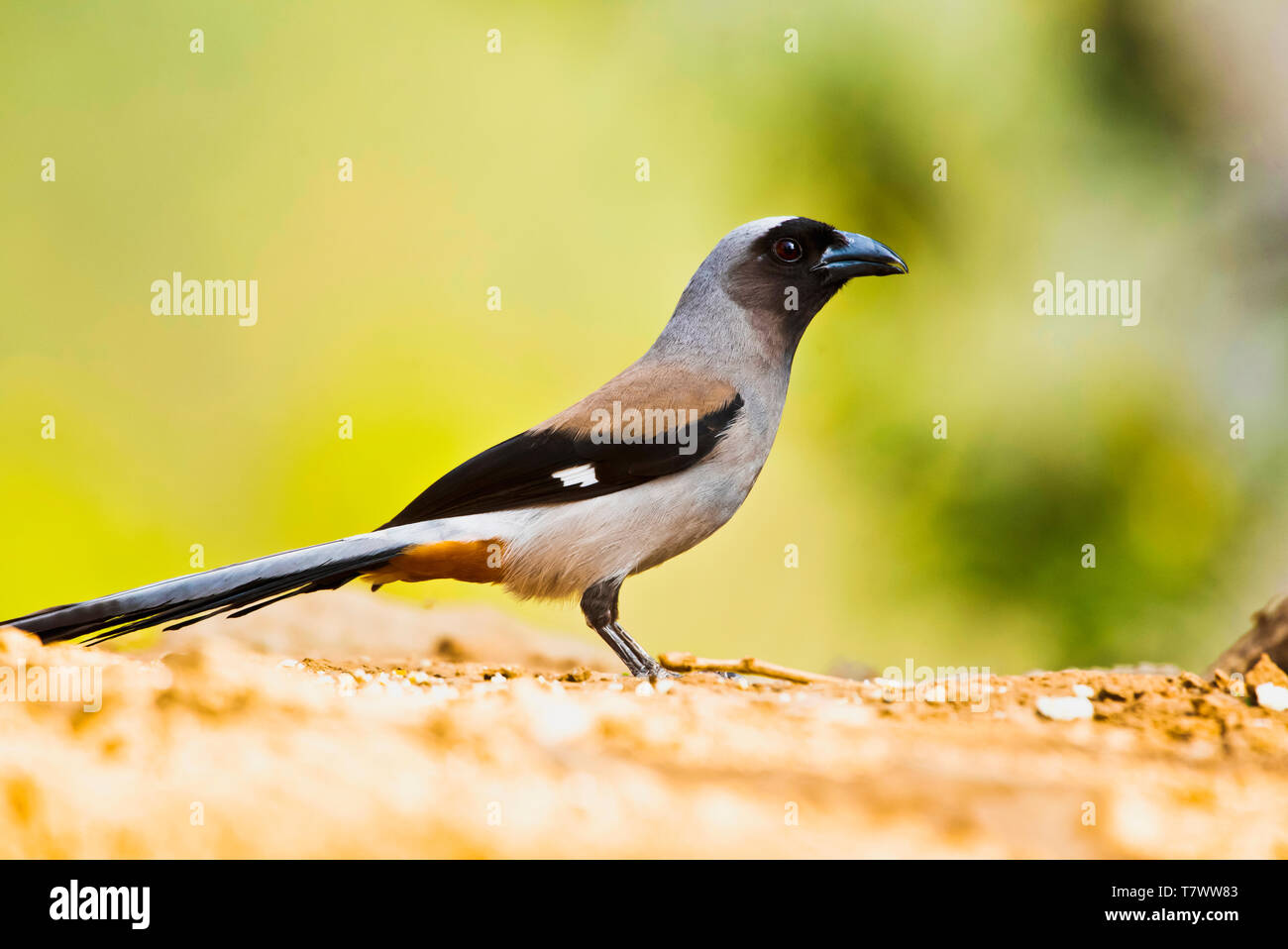 Grigio, treepie Dendrocitta formosae, Sattal, Uttarakhand, India. Foto Stock