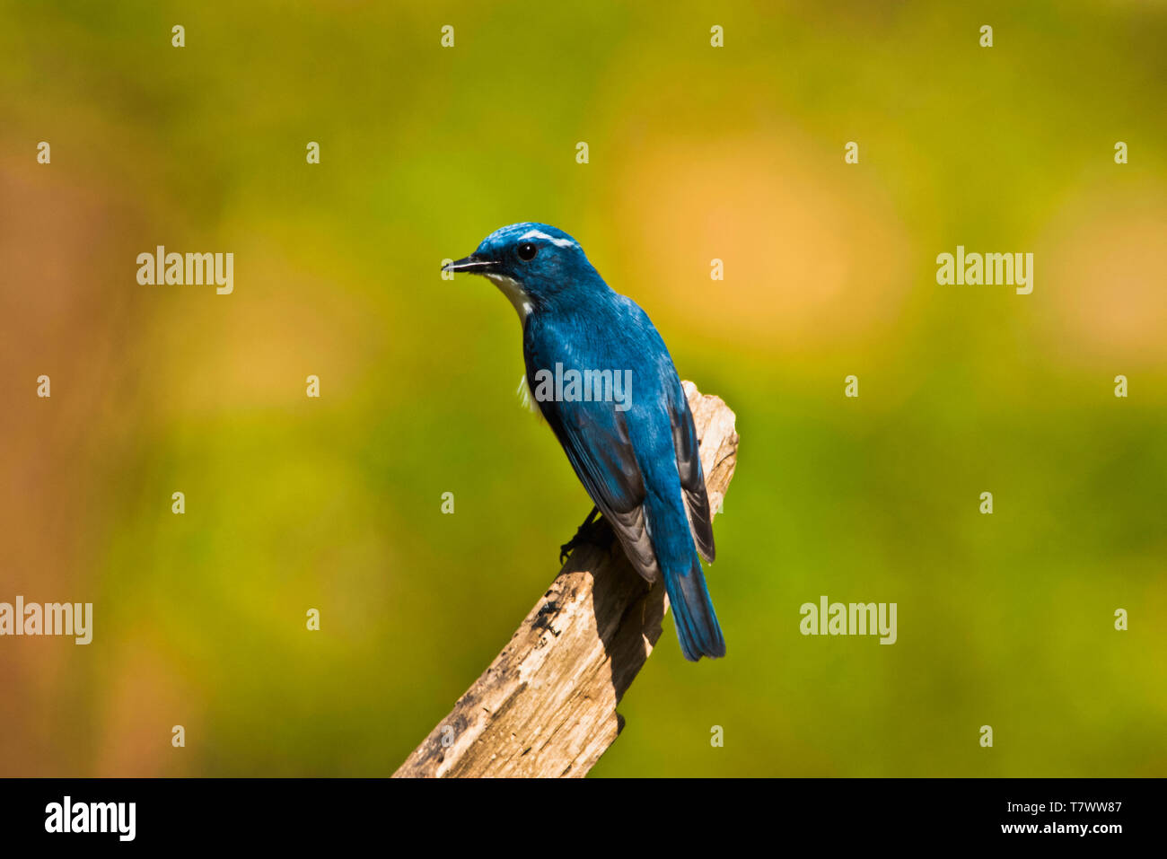 Oltremare, flycatcher Ficedula superciliaris, Sattal, Uttarakhand, India. Foto Stock