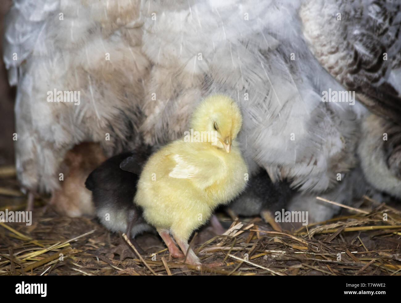 Primo piano della madre il pollo con il suo bambino Foto Stock