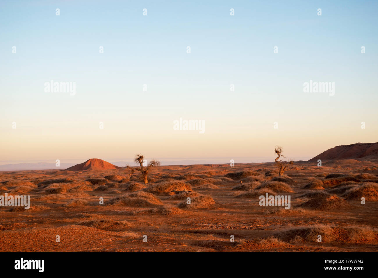 Gobi scenario di mattina.Inner Mongolia, Cina. Foto Stock