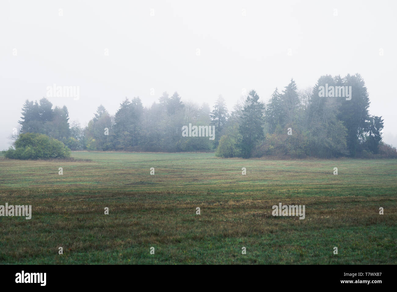 Un grande prato nelle prime ore del mattino con la nebbia Foto Stock