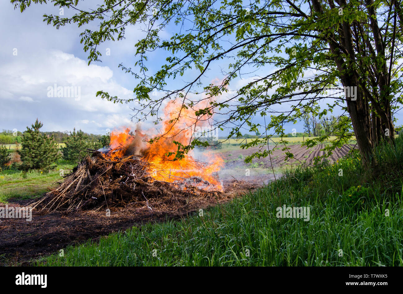 Prospettiva inusuale con una giustapposizione di un grande falò e un albero in fiore in una bella giornata di primavera Foto Stock