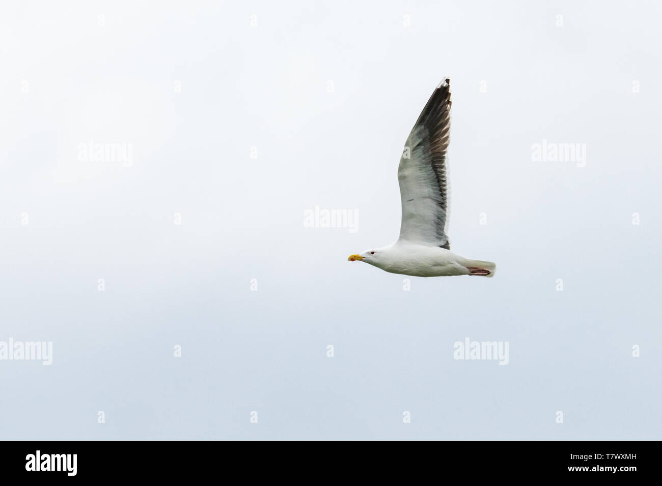 American Aringa Gabbiano (Larus argentatus) aka: Smithsonian Gabbiano Foto Stock