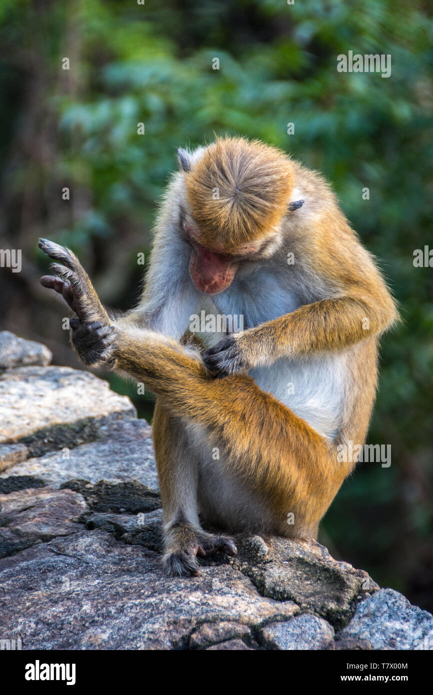 Toque Macaque (Macaca sinica) toelettatura su una parete delimitante la Heritance Kandalama Hotel, Sri Lanka. Foto Stock