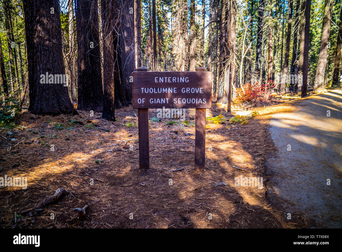 Parco Nazionale di Yosemite, CA, Stati Uniti d'America - 21 Ottobre 2017: Il Toulumne Grove di sequoie giganti Foto Stock