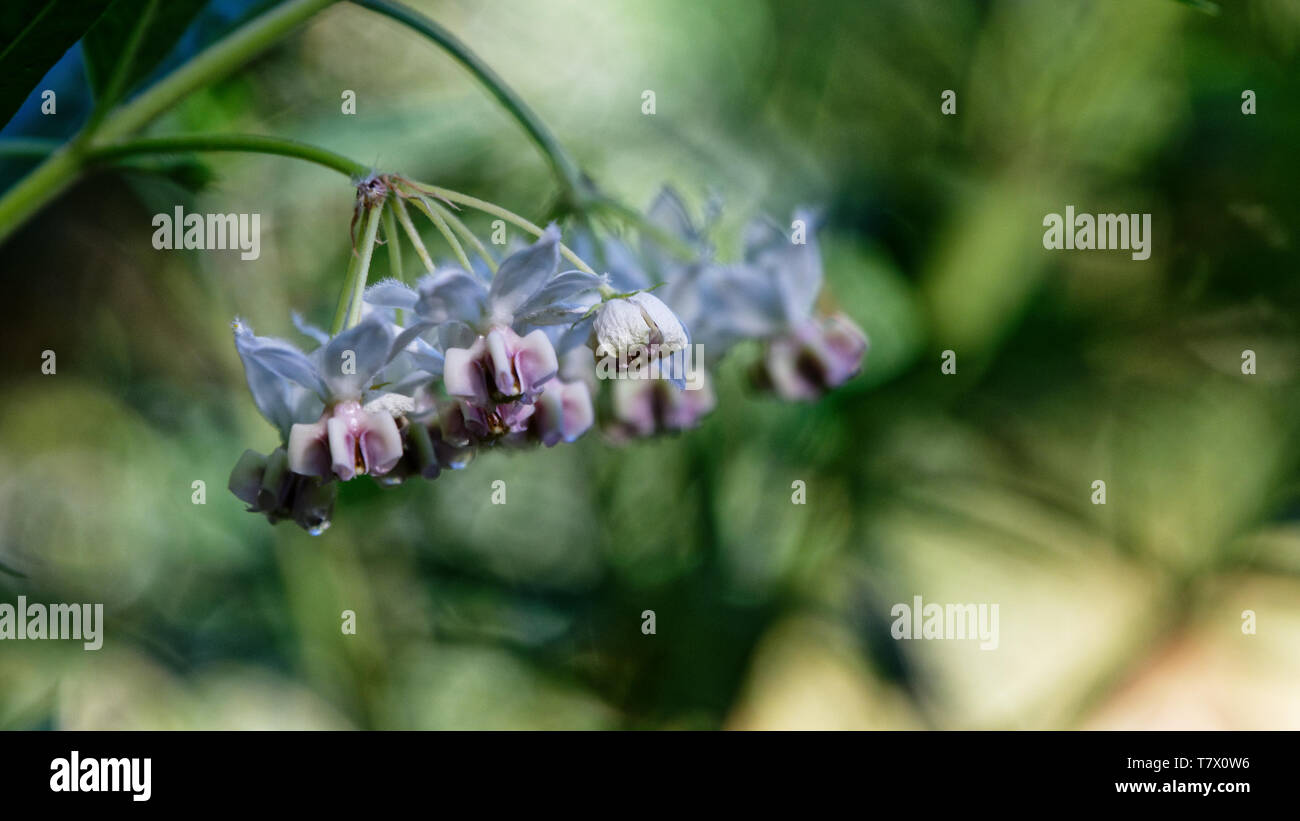 I graziosi fiori della farfalla monarca di stabilimento alimentare, il cigno impianto. Foto Stock