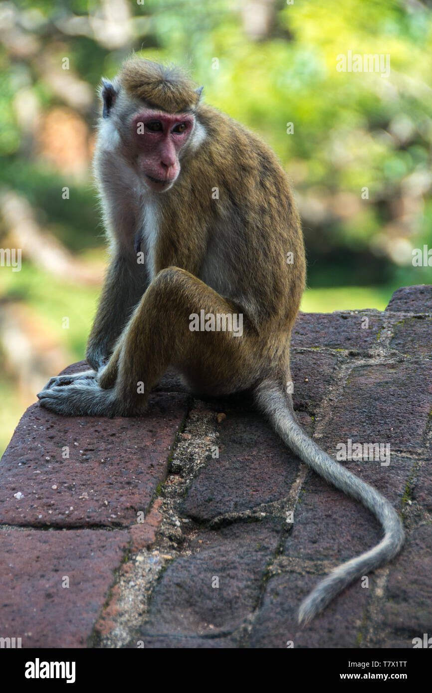 Toque Macaque (Macaca sinica) orologi turisti trudge fino le fasi della Roccia di Sigiriya, Sri Lanka. Foto Stock