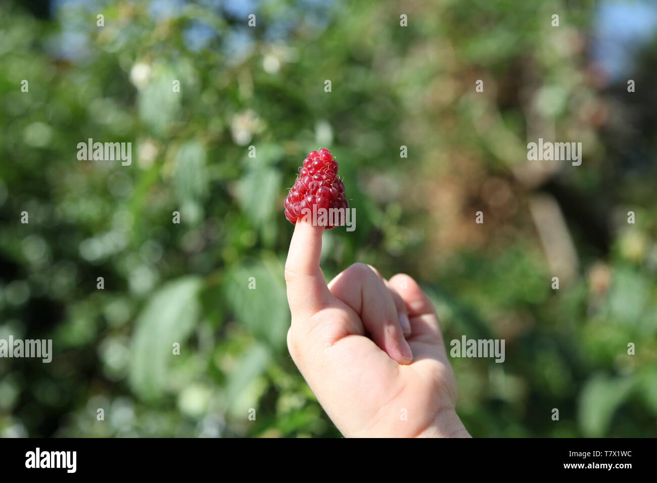 Lampone maturo, rosso, inglese in primo piano sulla punta del dito di un bambino in un giardino estivo durante il giorno con spazio per le copie Foto Stock