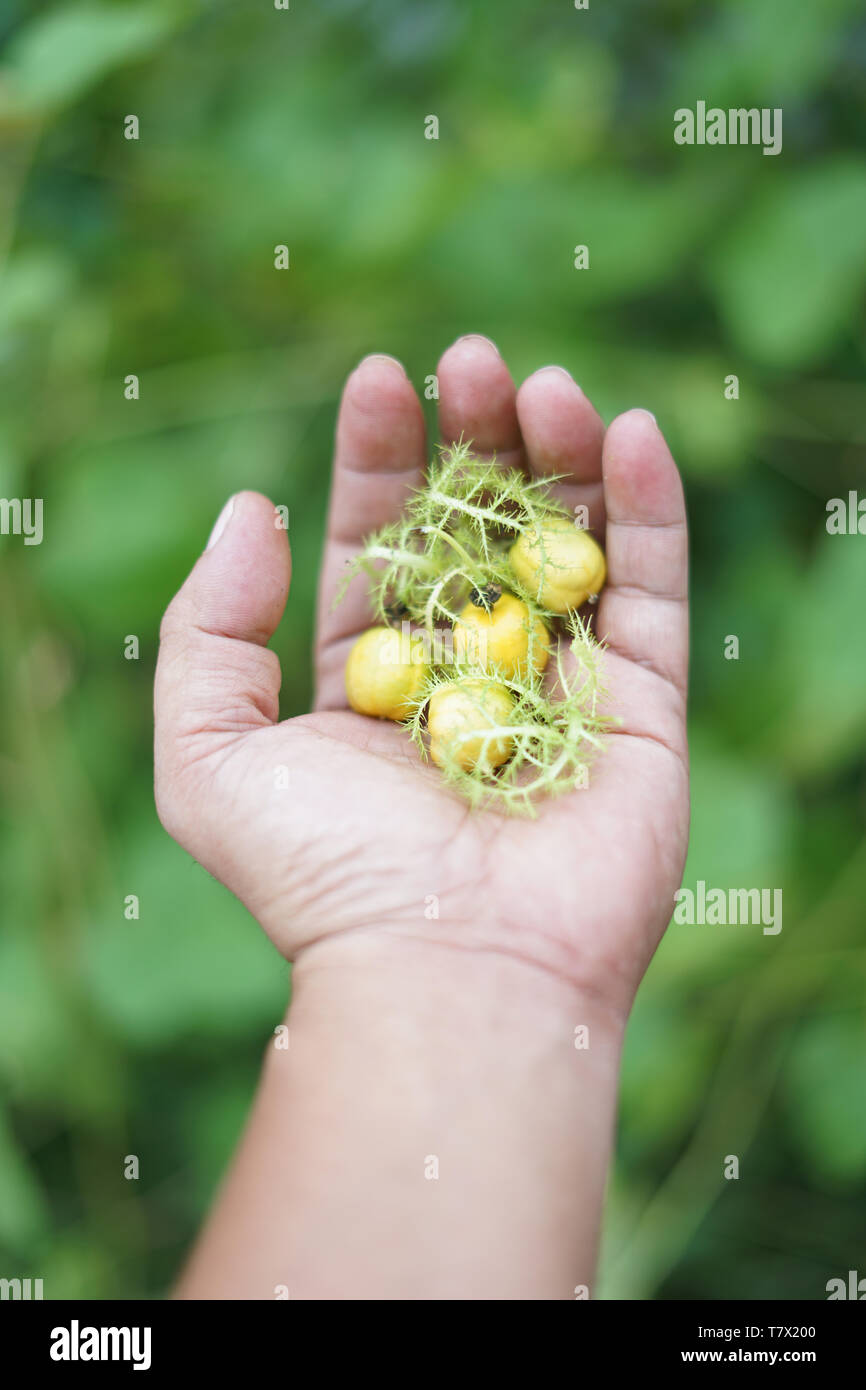 Wild Water succo di limone o di Passiflora foetida, fresco frutta asiatica Foto Stock