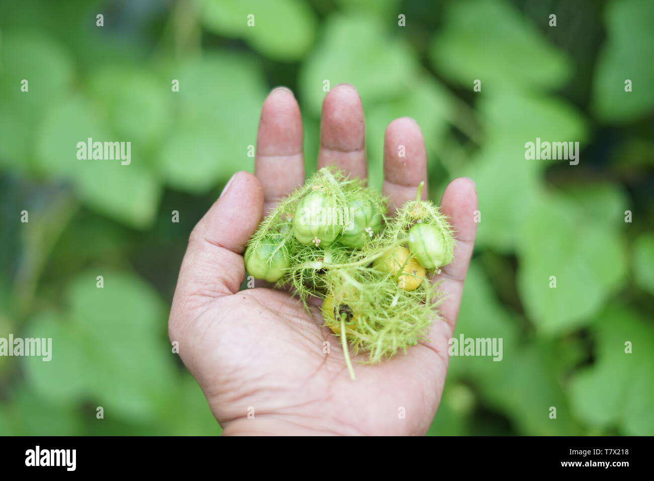 Wild Water succo di limone o di Passiflora foetida, fresco frutta asiatica Foto Stock