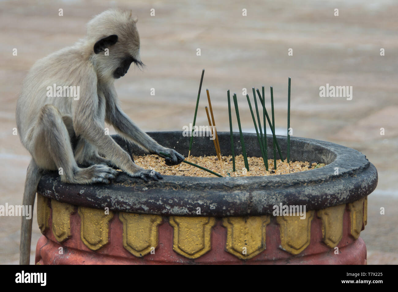 Grigio giovani Langur monkey (Semnopithecus priamo) era divertirsi tirando fuori i bastoncini di incenso al Ruwanwelisaya Dogba, Sri Lanka. Foto Stock